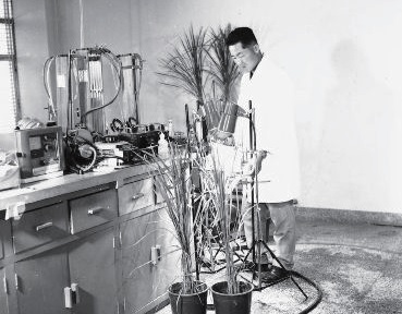 벼 광합성 연구(1969)